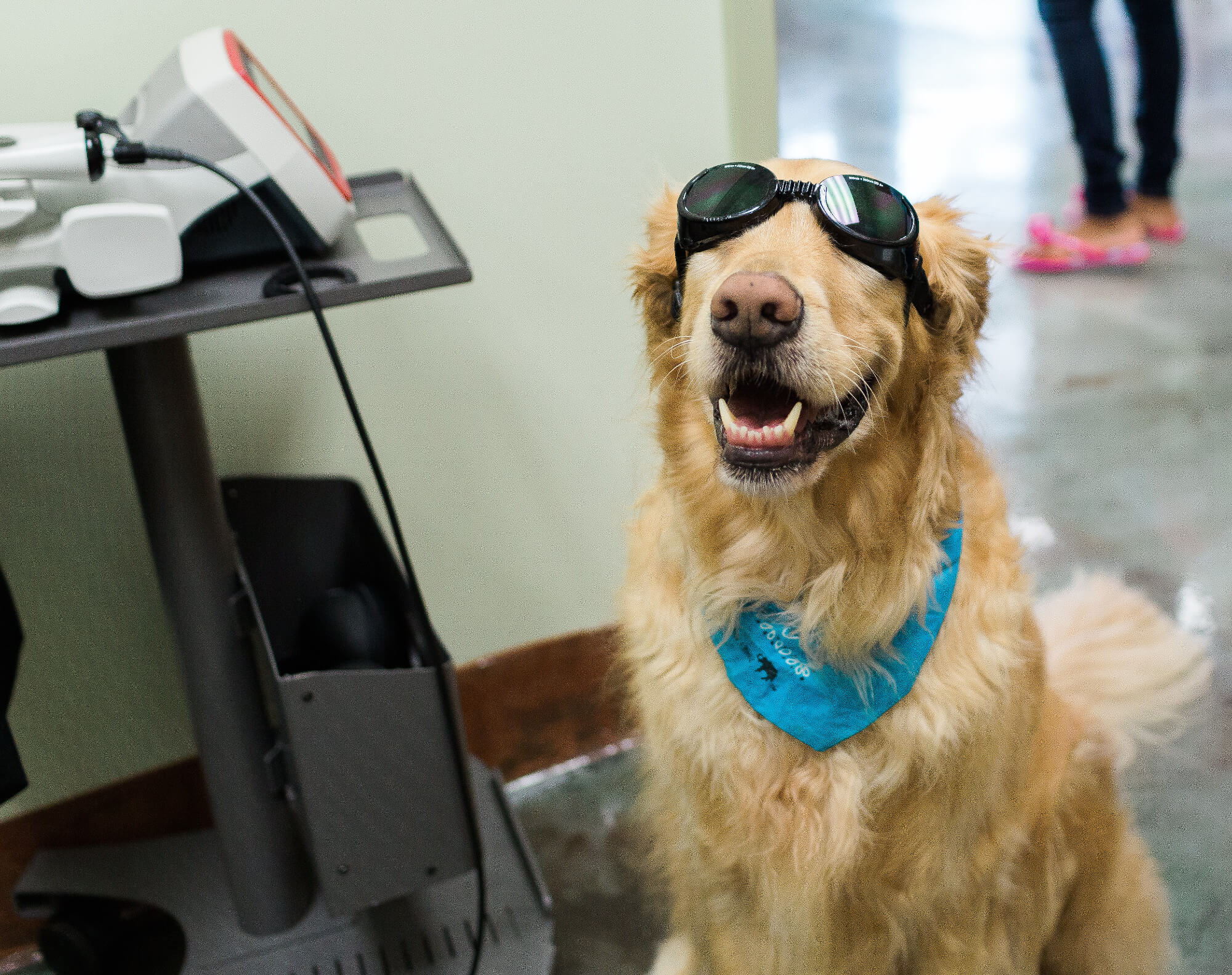 laser therapy for dogs and cats fl