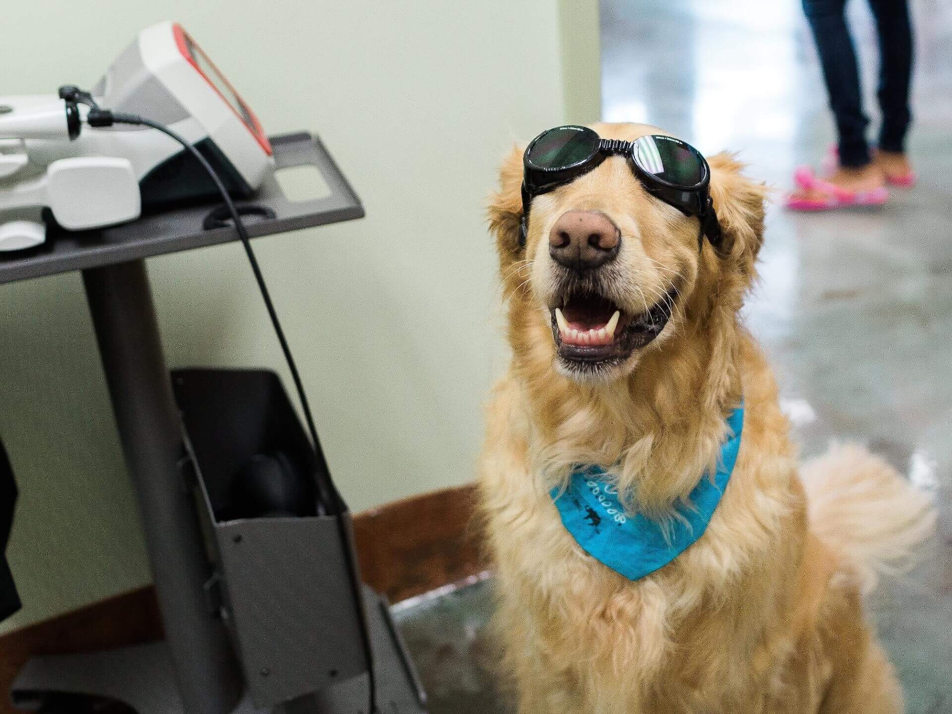 veterinary clinic in Boynton Beach FL
