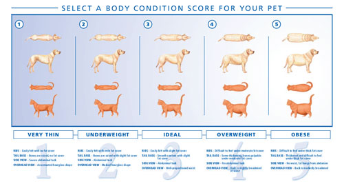 https://www.villagesquarevetclinic.com/sites/default/files/BCS-Chart_0.jpg