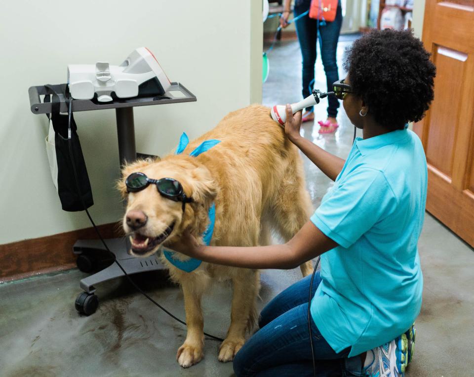 laser therapy for pets in florida
